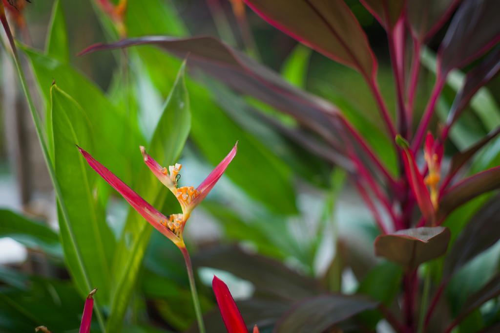 Pousada La Bonita Baía Formosa エクステリア 写真