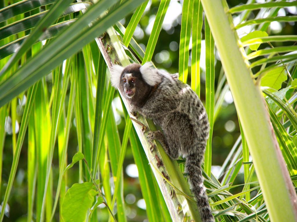 Pousada La Bonita Baía Formosa エクステリア 写真