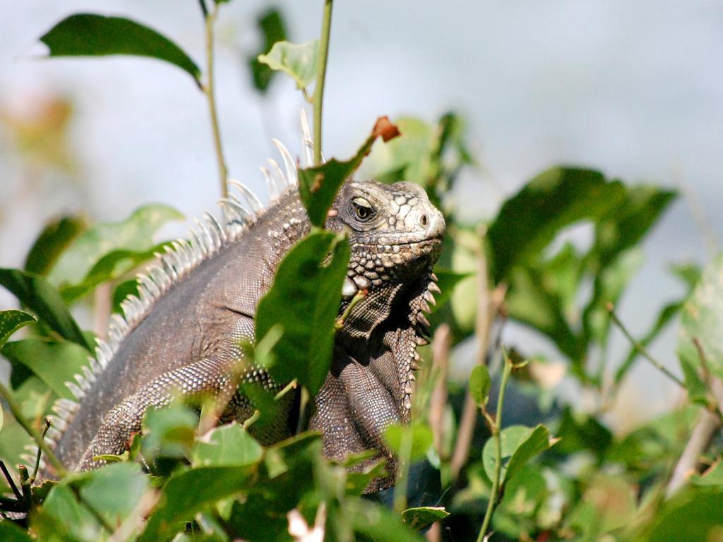 Pousada La Bonita Baía Formosa エクステリア 写真