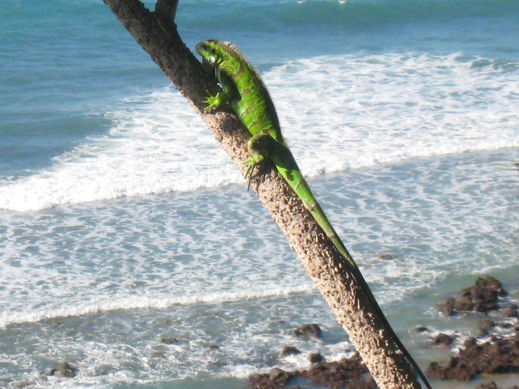 Pousada La Bonita Baía Formosa エクステリア 写真
